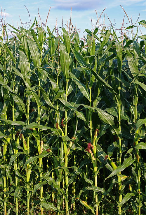 Corn stalks in a cornfield