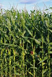 Corn stalks in a cornfield