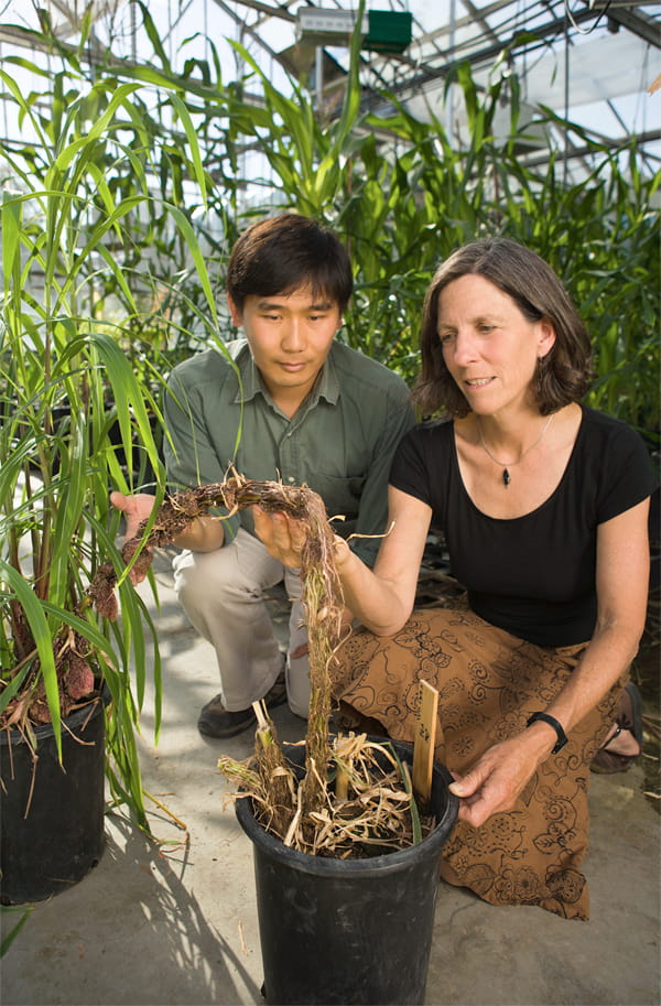 George Chuck and Sarah Hake, at the Plant Gene Expression Center, in a greenhouse, kneeling down, holding switchgrass
