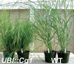 Two types of switchgrass displayed side by side in pots. One set is more dense and the other set is taller.