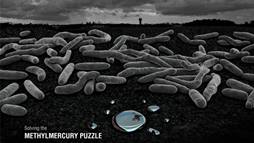 An image of methylmercury