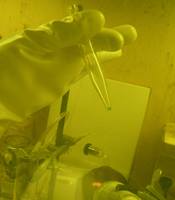A gloved hand holding a vial with a trace amount of green liquid