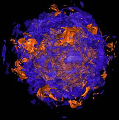 supernovae3D