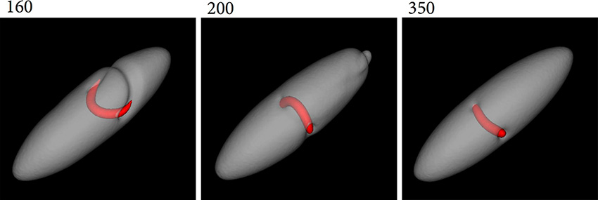 A time sequence of three three-dimensional views shows a stable whirlpool (red) is formed from a decaying vortex ring (time index 160), eventually straightening out