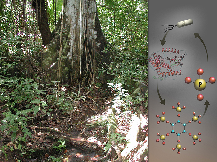 Forest floor on left with microbe particle flow on right