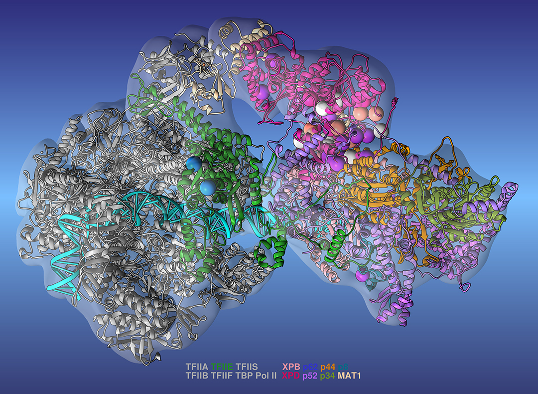 Asymmetrical gray mass with very small circles of color within, representing a genetic model