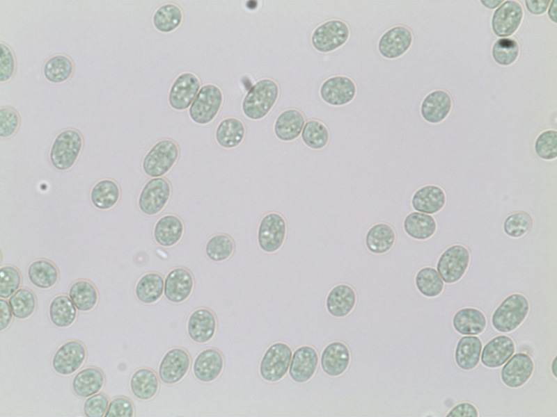 single-celled-marine-cyanobacterium-cyanothece-large.jpg