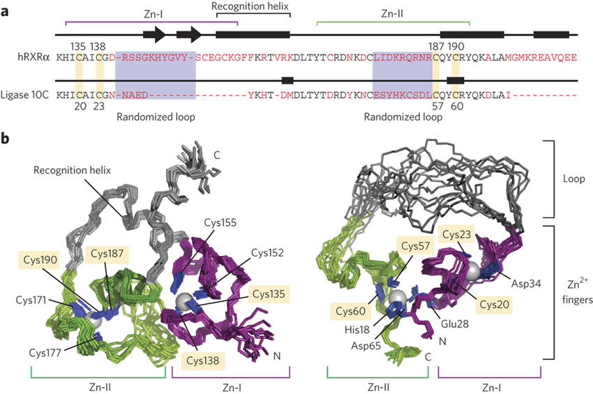 roland-seelig-protein-structure-large.jpg