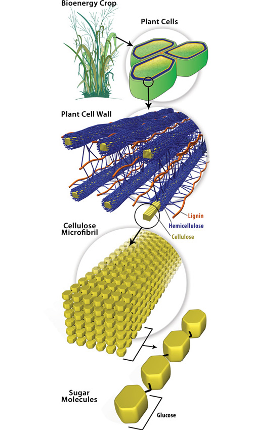 plant cell wall cellulose