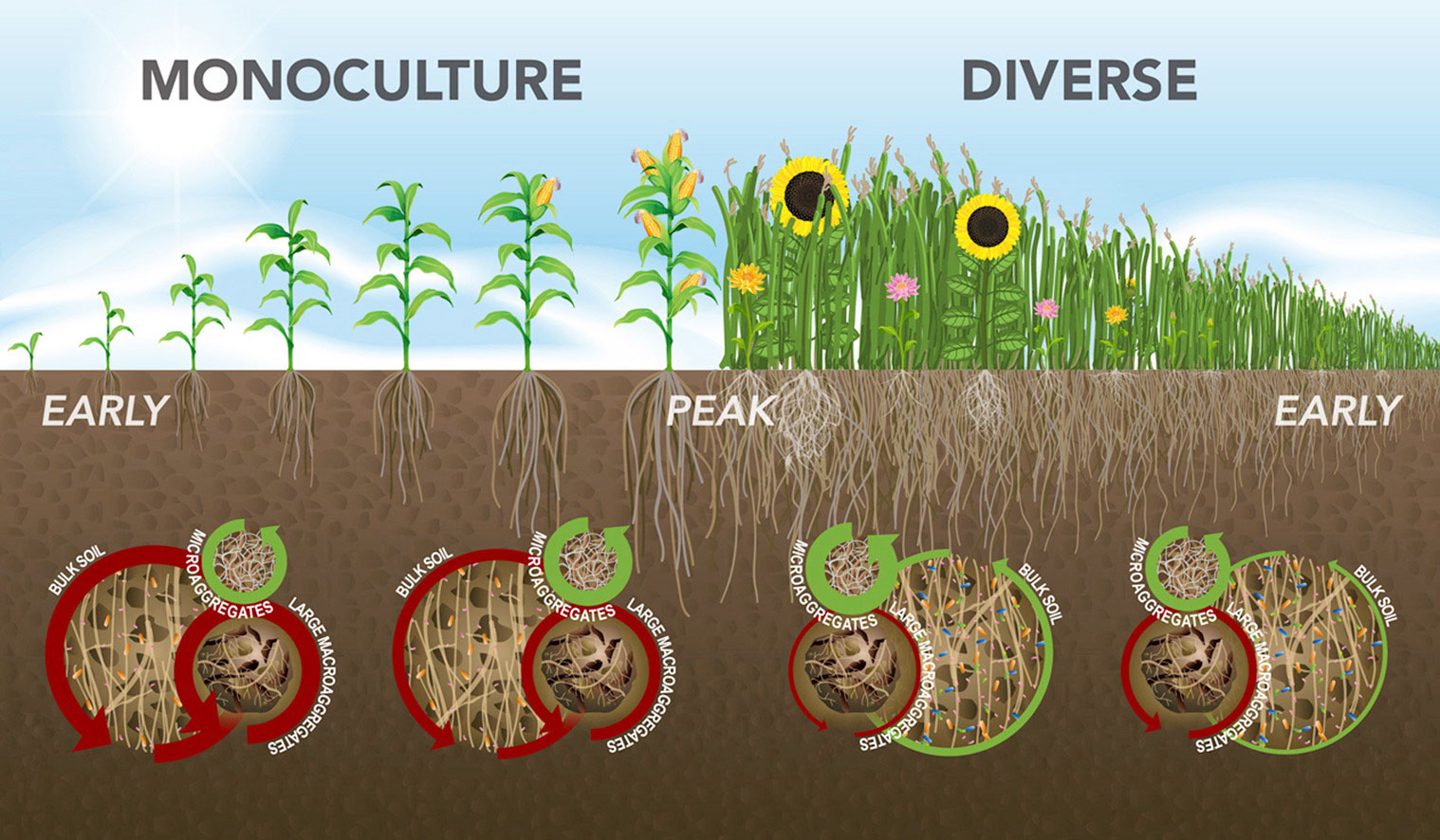 Cultivating an Understanding of Microbial Diversity