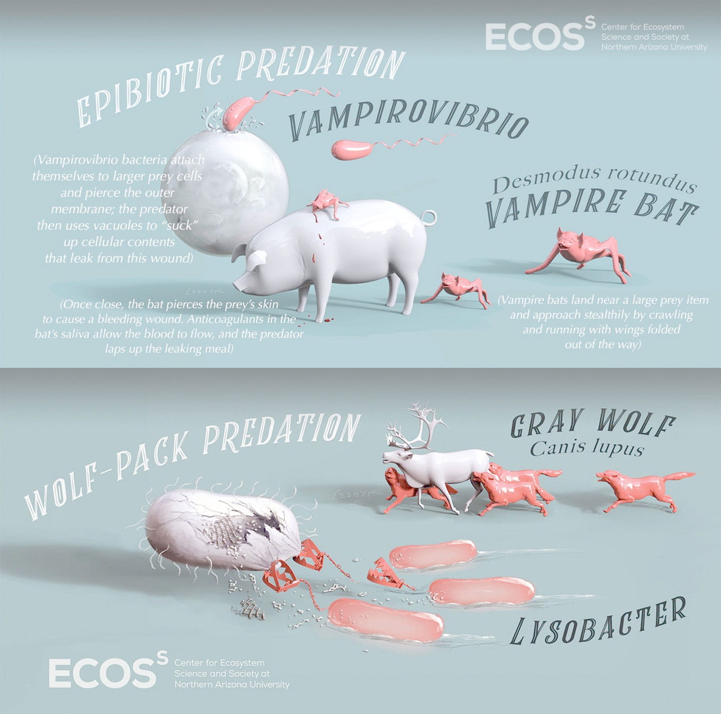 BER Predatory Bacteria, Eat Thy ... | U.S. DOE Office of Science(SC)