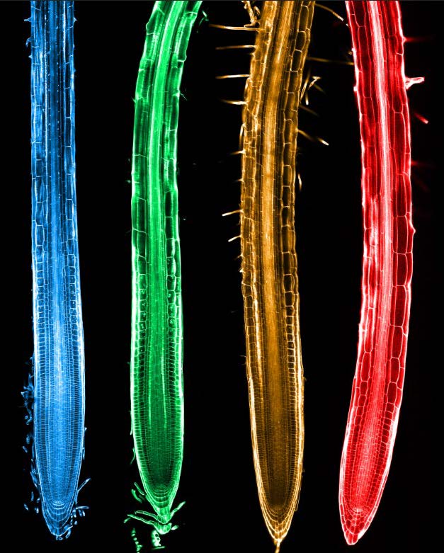 Composite of false colored micrographs of roots from four Brassicaceae plant species this research studied. The research revealed differences in how the stress hormone ABA regulates the growth of tissues in the roots.