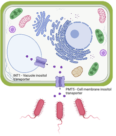 Myo-inositol transporters affect colonization via cross-kingdom signaling. By exporting myo-inositol, plant cells trigger bacteria to swim toward the plant.