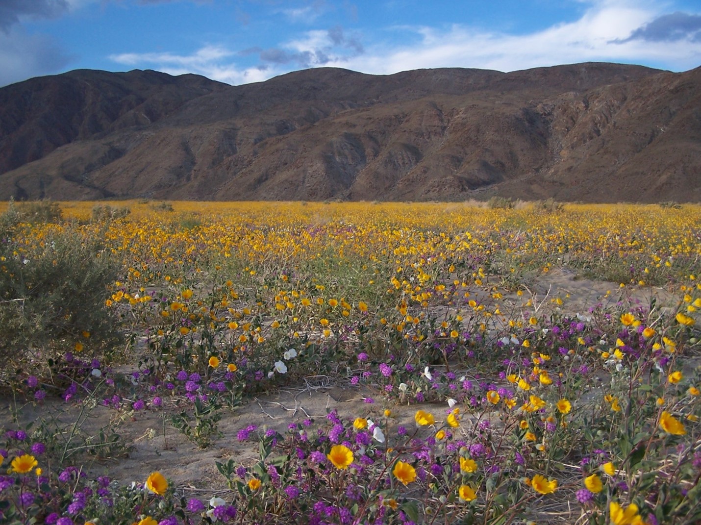 Like desert wildflowers that bloom after rain, soil bacteria have evolved life strategies that determine when and where they grow. Having a small, streamlined genome may help some bacteria survive in dry soils. 