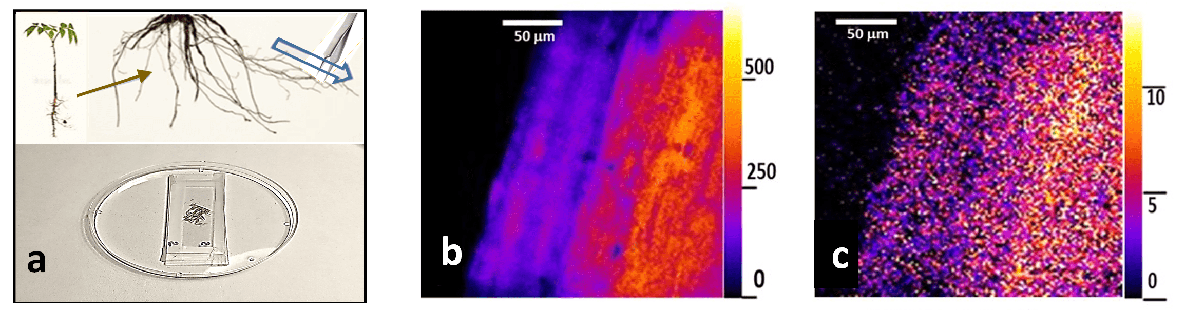 Bacteria can be evaluated in different plant root microenvironments (a) using microscope images of bacteria in root hairs with classical light (b) and using 100,000-fold lower quantum light colors (c) that avoid light damage.