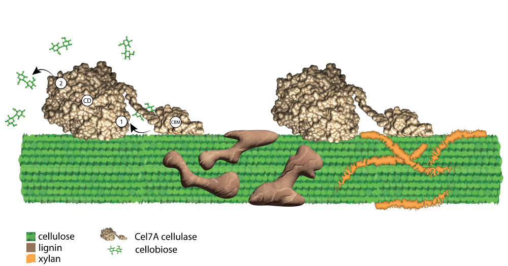 Cel7A cellulase enzymes (gold) are inhibited when breaking down cellulose (green) by the product, cellobiose, at both the “front door" (1) and “back door" (2) of the Cel7A tunnel, and by two other components of plant cell walls, lignin (brown) and xylan (orange). 