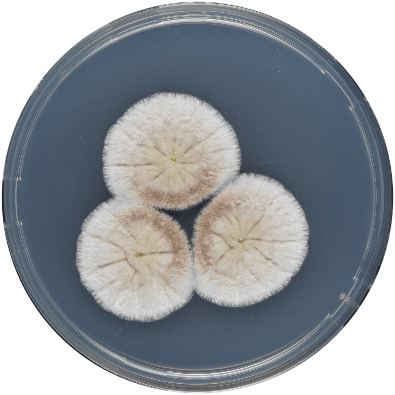 Researchers further illuminated the genetic diversity within the Aspergillus genus of fungi.