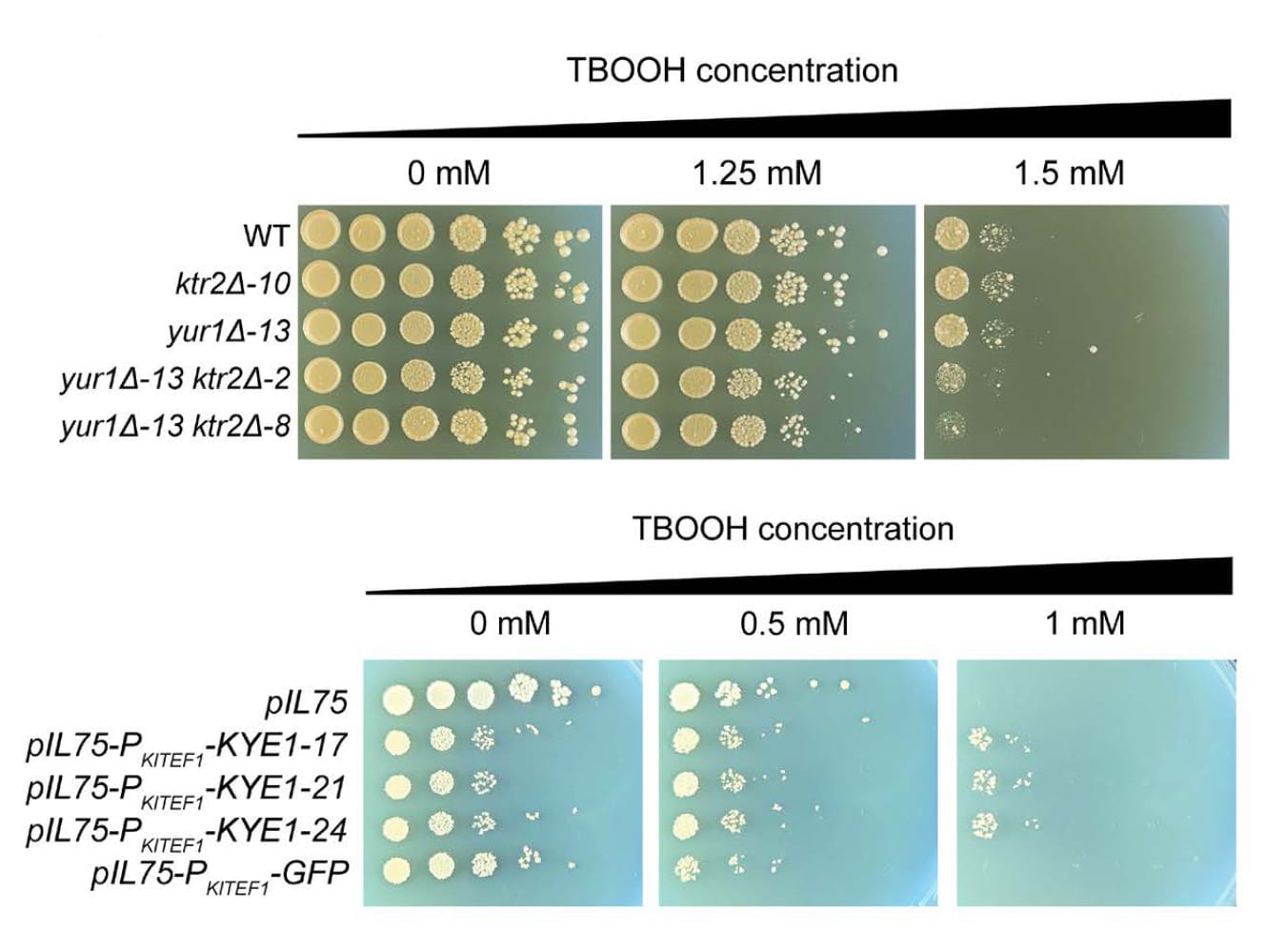 These plates show how genetic modifications affect yeasts’ resistance to oxidative stress. Deleting the genes responsible for building cell walls reduced resistance in one species; adding a gene that encodes a key enzyme improved resistance in another.