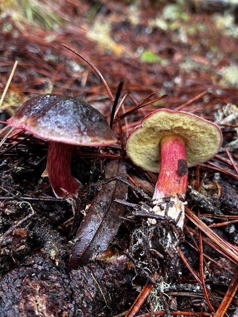 Ectomycorrhizal fungi, such as this bolete, are critical root symbionts of many tree species. Most plants form specific mycorrhizal partnerships, and the presence (or absence) of these fungi can determine winners and losers in plant competition. 
