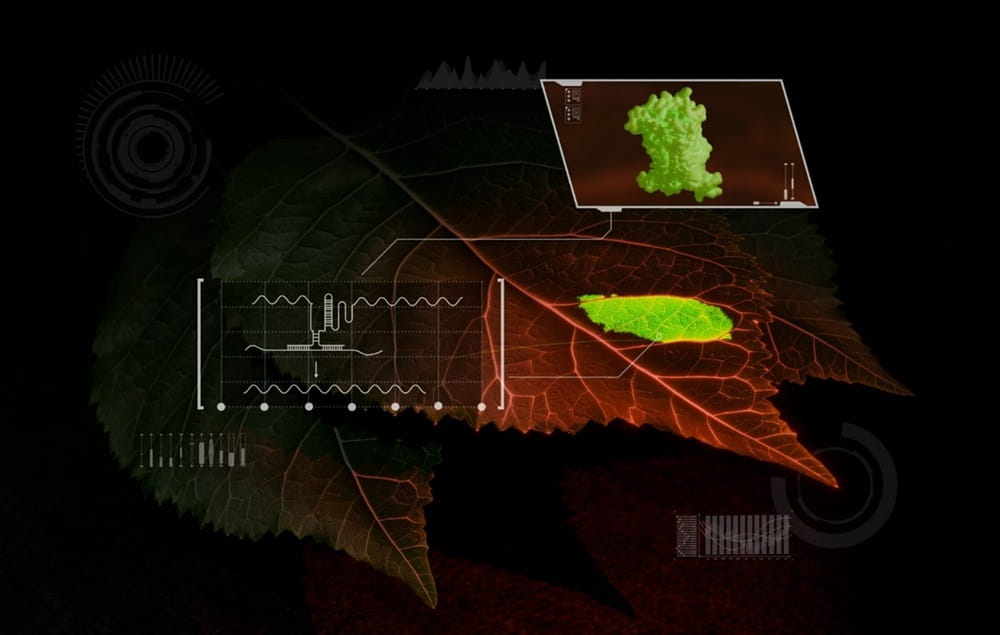 Drawing on their expertise in plant biology and synthetic biology, scientists developed a biosensor that enables real-time detection of RNA signals in living plants, improving the ability to monitor gene expression and optimize genome engineering. 