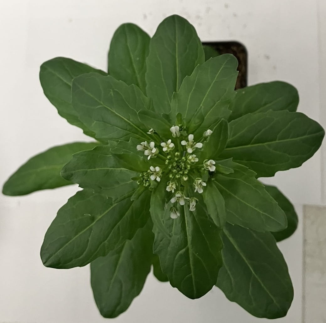Overhead view of a pennycress plant with an emerging rosette.