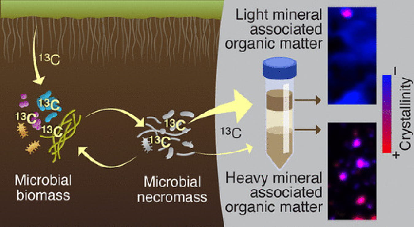 Where microbes live and die has a strong impact on soil health across agricultural landscapes. Non-crystalline mineral surfaces can bind microbial residues to build soil organic matter.