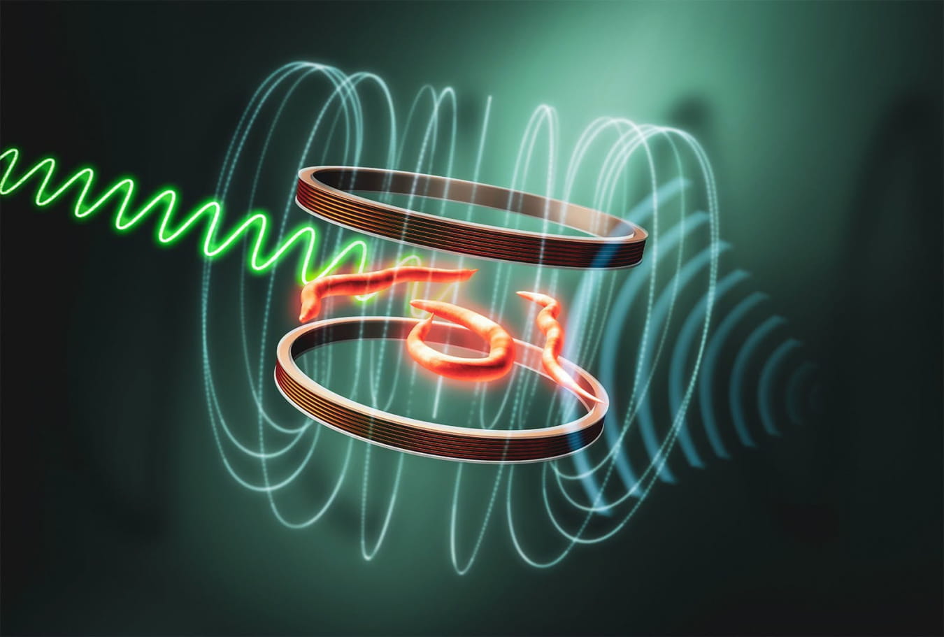This illustration shows the combined effect of static and radiofrequency magnetic fields on the fluorescence from nematodes expressing the red fluorescent protein mScarlet. Magnetic fields affect the protein’s fluorescence signal intensity.