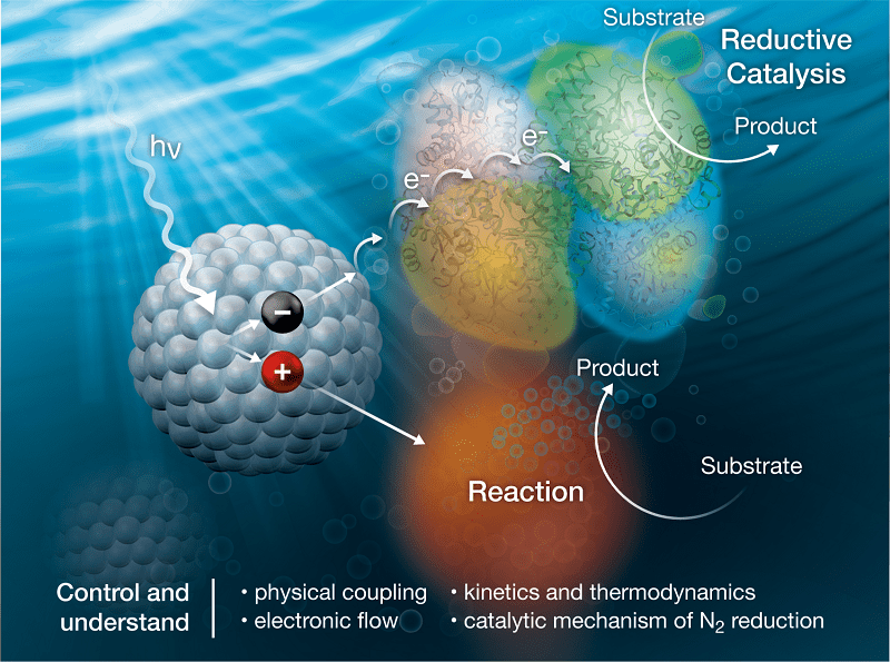 Nanocrystals (left) capture light (hv) and then transfer electrons (e-) to nitrogenase enzymes (upper right) to convert dinitrogen (N2) to ammonia (NH3). A sacrificial reaction (bottom right) completes the process.