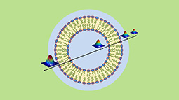 The Influence of Cholesterol on Fast Dynamics Inside of Vesicle and Planar Phospholipid Bilayers Measured with 2D IR Spectroscopy.