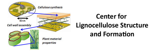 Center for Lignocellulose Structure and Formation (CLSF)