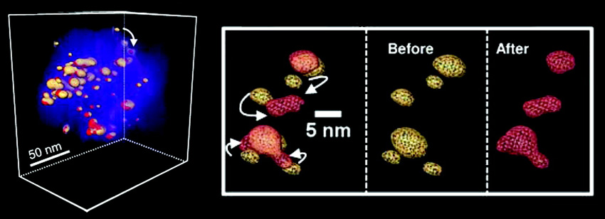 Movement and coalescence of catalyst particles in response to aging in fuel cells.