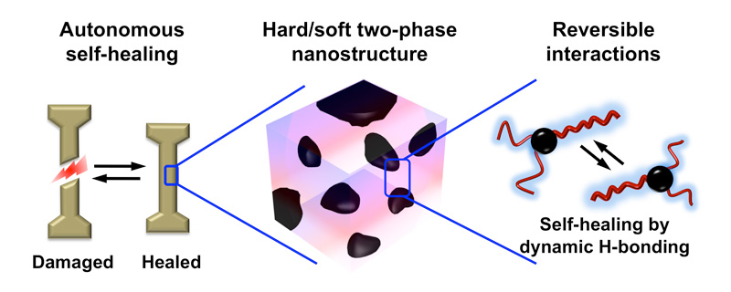 Illustration of self-healing in a fractured polymer via dynamic hydrogen bond interchange.