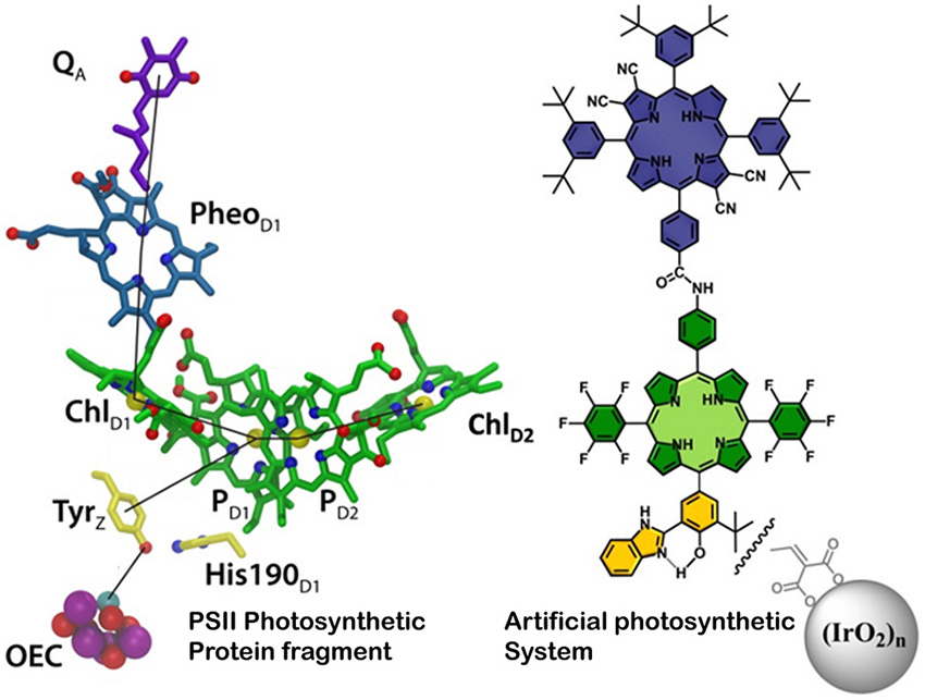 The structure on the left shows the arrangement of atoms in a portion of the photosynthetic PSII complex that uses light to oxidize water.