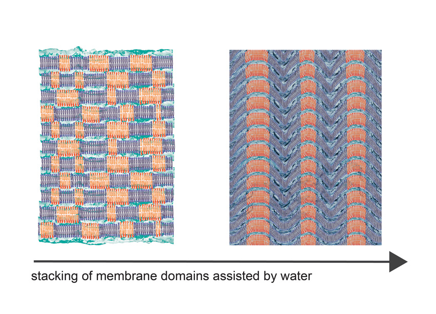 With increasing hydration within the interlayer space of the initially disordered lipid membranes, lateral layer-by-layer phase separation begins.