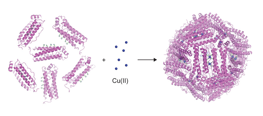 Addition of copper ions (Cu II) to protein monomers that are engineered with metal-coordination sites leads to the spontaneous metal-induced assembly of specifically designed protein cages.
