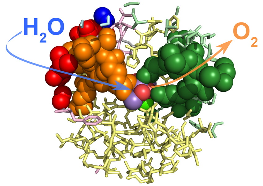 Modified amino acid residues leave a tell-tale “trail” of water’s passage through the protein and to the active site of the photosynthetic protein complex known as Photosystem II (PS II).