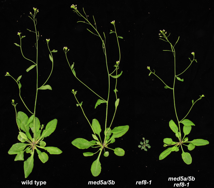Disruption of Mediator rescues growth and fertility in Arabidopsis low lignin mutants.