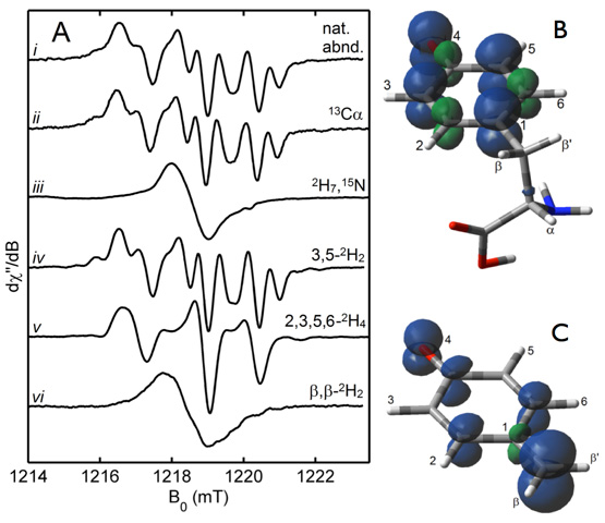 EPR spectra (A) with generated with isotope labeled tyrosines show that a tyrosine radical (B) is cleaved to form an oxobenzyl radical (C) as an intermediate in forming the CO and CN Fe ligands in FeFe hydrogenase.