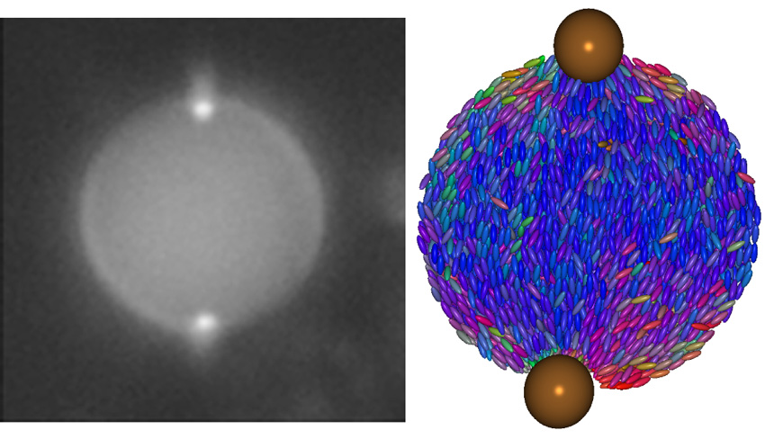 Left: Fluorescent image of two polystyrene particles positioned at the north and south poles of a liquid crystal droplet. Right: Simulation of particle adsorption; region of disorder within droplets coincides exactly with the particle positions at the poles.