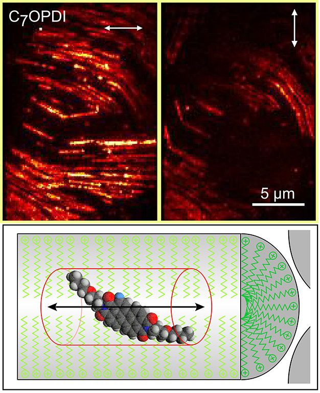 Wide-field fluorescence images (upper) acquired simultaneously in two orthogonal polarizations (double-ended arrows) depicting the 1D diffusional motions of rod-shaped single molecules confined within surfactant-templated mesoporous silica (bottom scheme).