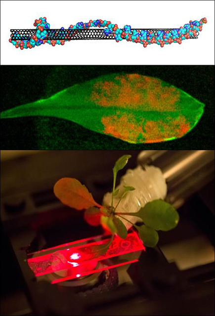 Nanobionic Leaf: DNA-coated carbon nanotubes (top) incorporated inside chloroplasts in the leaves of living plants (middle) boost plant photosynthesis.