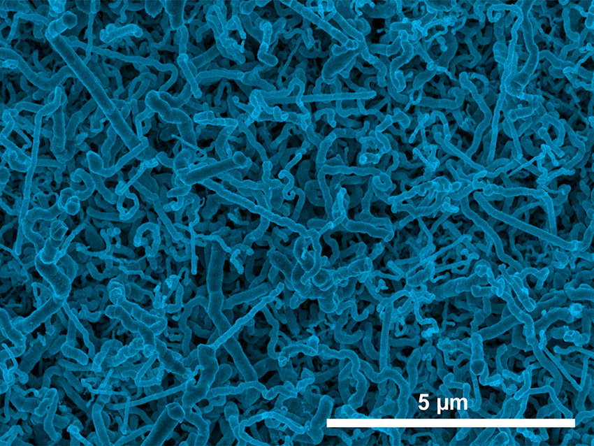 Scanning electron micrograph image of germanium nanowires electrodeposited onto an indium tin oxide electrode from aqueous solution.