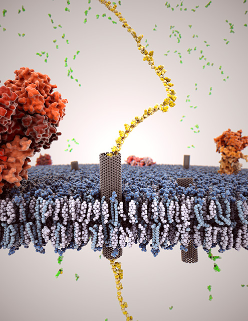 Depiction of carbon nanotube (gray) inserted into a cell membrane, with a single strand of DNA (gold) passing through the nanotube.