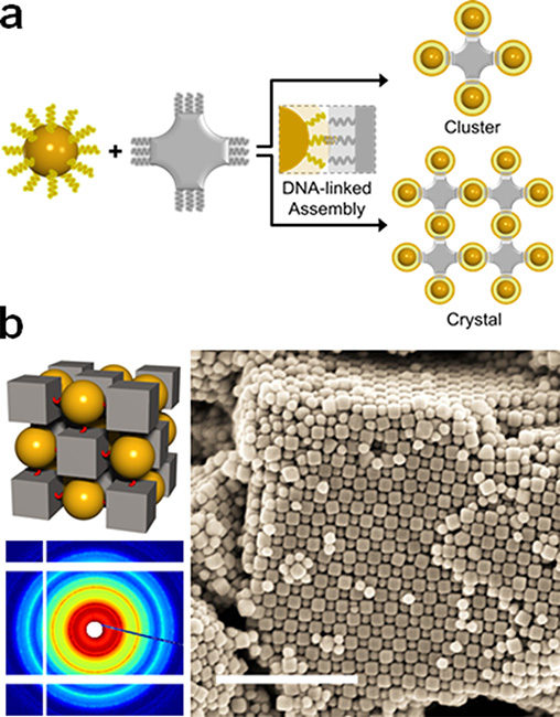 Formation of large-scale 3D binary crystals with predictable lattice symmetry, as determined by the cubic geometry and DNA-encoded interactions between cubes and spheres (scale bar: 500nm)