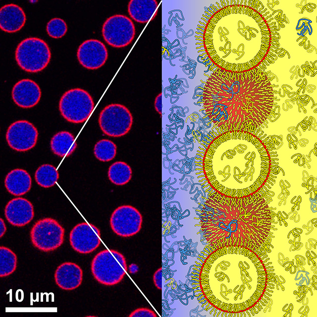 On the left: Fluorescent microscope image shows artificial bioreactors composed of sugar-based dextran polymer solution (blue) encapsulated within a shell of lipid vesicles (red). On the right: schematic illustration of what the vesicles look like at the aqueous/aqueous interface. Blue and yellow shading indicate the interior and exterior solutions.