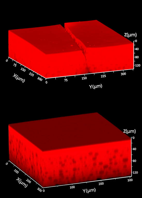 Secretion in droplet-embedded gel permits self-repairing behavior.