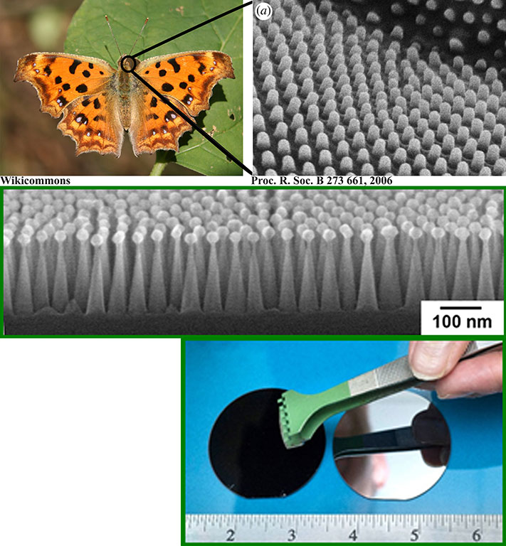 Moth eyes are highly antireflective due to their nanostructured surface.