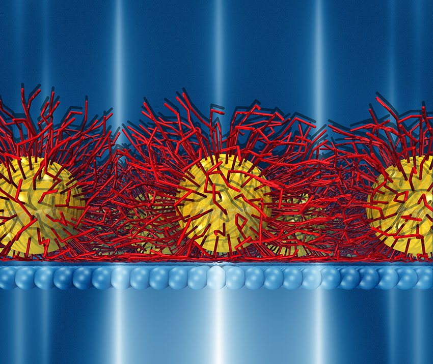 MD simulation shows membranes with an asymmetric molecular distribution of about 0.6 nm; yellow = gold; red = organo-thiol ligand molecules.