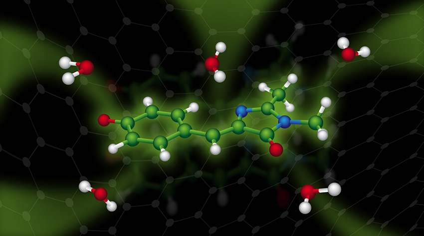 Researchers discovered how green fluorescent proteins (center) react with water (shown around the edges of the protein).