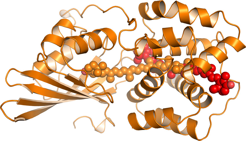 The orange carotenoid protein of cyanobacteria binds a single carotenoid pigment molecule that may dissipate excess light energy when it moves within the protein.